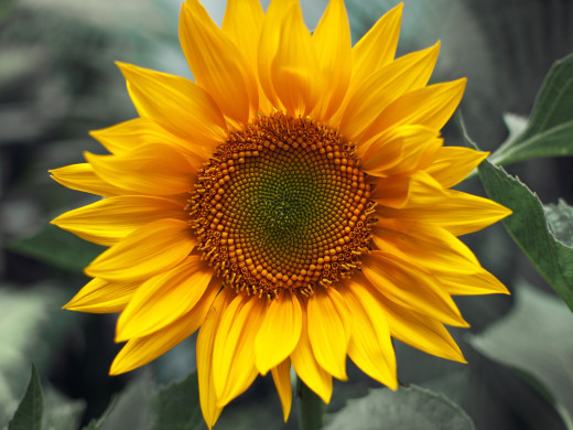 432481 (a): :1600x1200